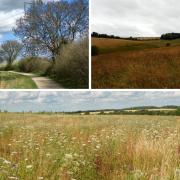 We've listed seven great places to enjoy a spring walk in Hertfordshire.