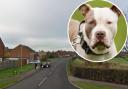 Reports of unregistered XL Bully dogs have led to a Hitchin property being raided by Hertfordshire police.