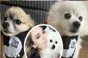 Tasha Quinn has set up online dog show to raise money for NoMoreDogMeat