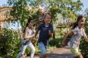 The Back to Nature Garden at RHS Garden Wisley in Surrey offers endless fun for all ages with its aerial walkways, treehouses, swings, slides and trampolines