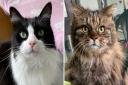 The RSPCA has launched an appeal for the rehoming and fostering of older cats, to prevent them from dying in catteries.