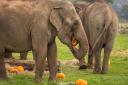 Elephants enjoy pumpkin presents at Whipsnade Zoo.