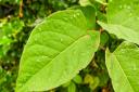 The fast-growing, invasive plant species, Japanese knotweed, can affect property prices