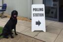 Hertfordshires fire dog Req taking his pawsome snap outside his polling station in 2017. Picture: Herts Fire.