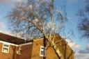 Tree lands on home in Kimbolton Crescent in Stevenage during Storm Eunice