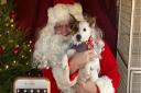 Dogs can meet Santa Paws at Church Farm Ardeley this Christmas.