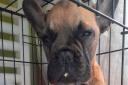 Luna Animal Rescue in Arlesey is appealing for help to fund treatment of nine-week-old French bulldog Macaw