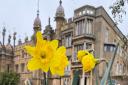Daffodils at Knebworth House. Knebworth Park will be opening its gardens this Easter.