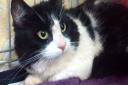 The neutered male cat, named Woody, was underweight and very scared when he was found dumped in a wood in Stevenage.