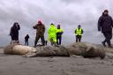 Dead seals on the shore of the Caspian Sea in Dagestan