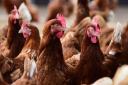 Another case of bird flu has been discovered at a poultry farm near Diss