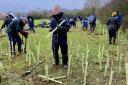 Volunteers help to plant the 'mini forest'.