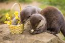Woburn's Asian small-clawed otters get stuck into their Easter treats.