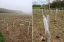 Newly-planted woodland has been vandalised in Stevenage's Fairlands Valley Park