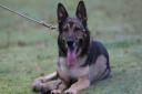 Hero police dog Finn has died age 14.