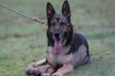 Retired Police Dog Finn died last month, aged 14.