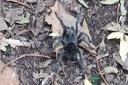 A tarantula was spotted on a Stevenage footpath last week.