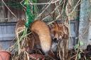 The fox had been stuck in garden netting all night, before he was freed by the RSPCA.