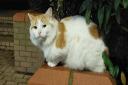 This Hitchin stray cat has been named Wilbury.