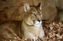 There are 10 pumas living in North Hertfordshire.