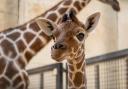 New giraffe calf Wilfred at ZSL Whipsnade Zoo.