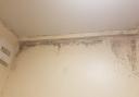Mould in a property owned by Stevenage Borough Council.
