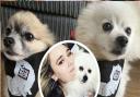 Tasha Quinn has set up online dog show to raise money for NoMoreDogMeat