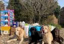Cardies Labradors with one of five pet supplies collections on route to AMA dog rescue representative Julie Simms.