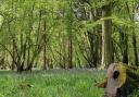 Herts and Middlesex Wildlife Trust wants to buy Astonbury Wood near Stevenage to save the woodland, wildlife and public access