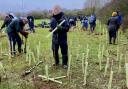 Volunteers help to plant the 'mini forest'.