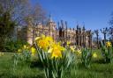Daffodils in bloom at Knebworth House