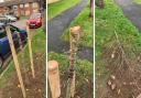 Two cherry trees were damaged on Southend Close in Stevenage Old Town.
