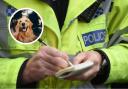 Herts police are investigating after a dog walker was reportedly punched.
