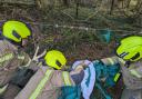 Firefighters worked together with the RSPCA to free the trapped white fallow deer.