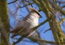 Twenty waxwings have been spotted by birdwatchers in Letchworth, following an irruption that only takes place 
