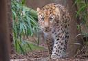Colchester Zoo is currently home to 155 species