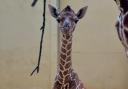 The youngster was born just in time for Christmas - on Sunday, December 21.