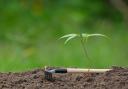 Sapling plant growing