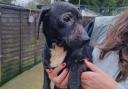 All the pups were aged 4-6 months at the time of their discovery.