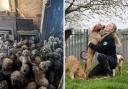 A mistreated poodle has found a home in Hertfordshire.