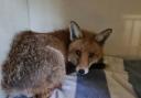 Wilma was left with dislocated hips after being hit by a car in Woolmer Green