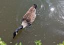 Geese at Lee Valley Park have been shot with darts as long as seven inches.