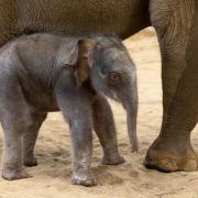 Endangered Asian elephant calf born at Whipsnade Zoo.