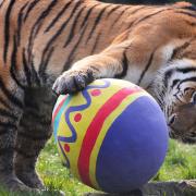 An Amur tiger on an egg hunt.