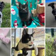 Dino, Santa, Zeb, Sonny, Pedro and Fozzie are just some of the rescue pets at RSPCA Southridge Animal Centre in Hertfordshire looking for new homes this Christmas.
