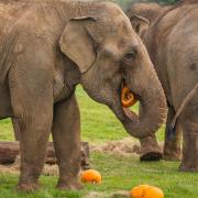 Elephants enjoy pumpkin presents at Whipsnade Zoo.