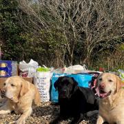 Cardies Labradors with one of five pet supplies collections on route to AMA dog rescue representative Julie Simms.