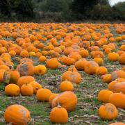 Transition Town Letchworth is offering advice on how to avoid waste this Halloween