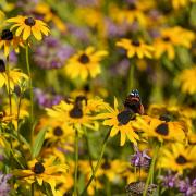 “We’re encouraging people to set aside an area of their garden for nature by planting flowers for bees and butterflies, putting up nest boxes or letting part of their lawn grow longer for crickets and grasshoppers