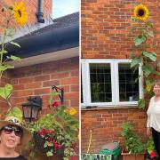 Jean Ellis from Letchworth with her 12-foot tall sunflower